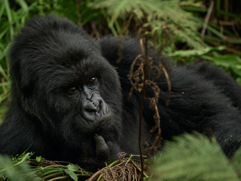 Golf Air Gorilla Trekking In Uganda